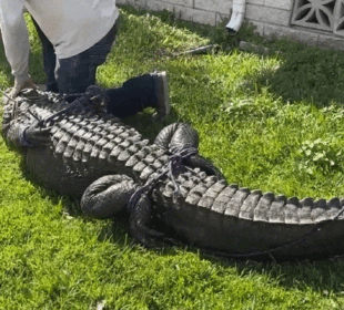 Latest News 85 Year Old Killed by Alligator Video