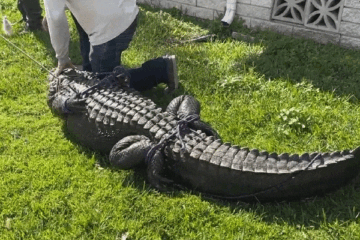 Latest News 85 Year Old Killed by Alligator Video
